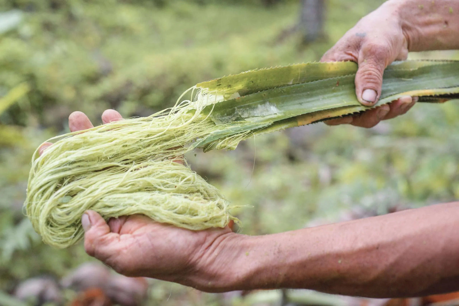 Ananasfasern Ananasleder